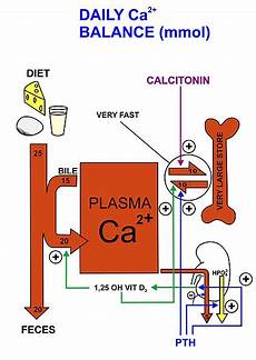 Calcium Ionized